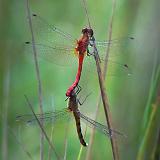 Coupled Dragonflies_50823